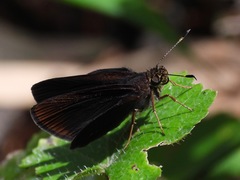 Miltomiges cinnamomea