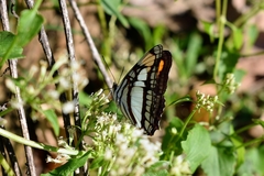 Adelpha zea