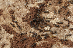 Iberoformica subrufa