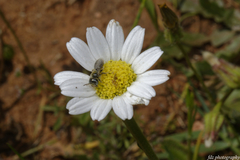 Flavipanurgus