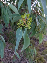 Eucalyptus marginata