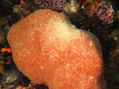 Aplidium flavolineatum
