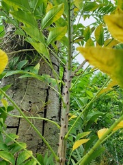 Zanthoxylum avicennae