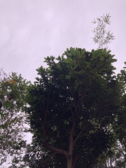 Sterculia monosperma