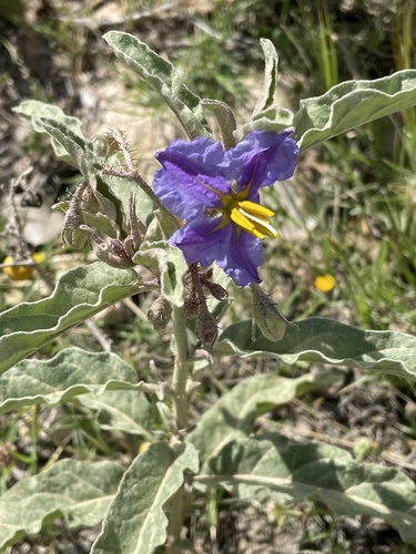 silverleaf nightshade