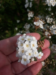 Spiraea trilobata