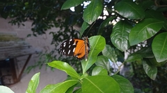 Lepidoptera