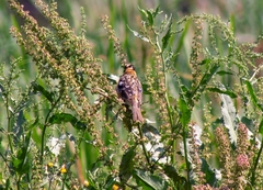 Pheucticus melanocephalus