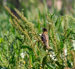 Pheucticus melanocephalus