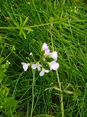 Cardamine pratensis