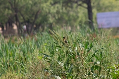 Pheucticus melanocephalus