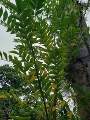 Zanthoxylum avicennae