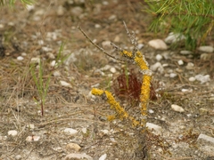 Xanthoria parietina