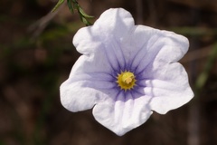 Nierembergia linariifolia