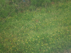 Trifolium dubium