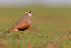 Charadrius morinellus