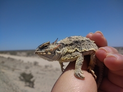 Phrynosoma cerroense