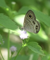 Ypthima stellera