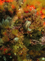 Antiopella longidentata