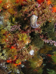 Antiopella longidentata