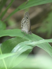 Ypthima stellera
