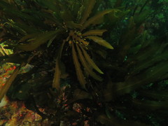 Anthophycus longifolius