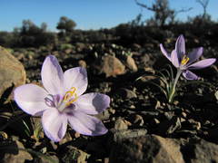 Syringodea longituba