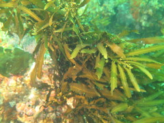 Anthophycus longifolius