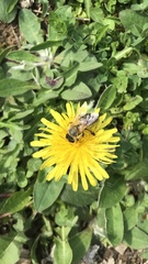 Apis mellifera