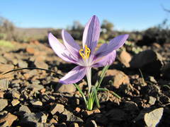 Syringodea longituba