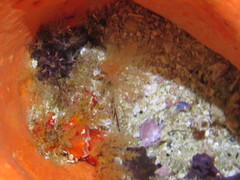 Thyone aurea