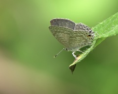 Catopyrops ancyra