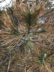 Pinus