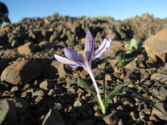 Syringodea longituba