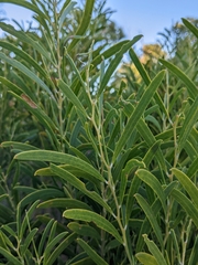Acacia rostellifera