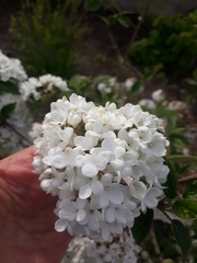 Viburnum × burkwoodii