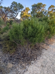 Acacia rostellifera