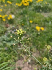 Capsella bursa-pastoris
