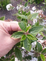 Viburnum × burkwoodii