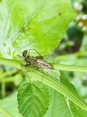Oxyopes