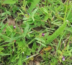 Vicia lathyroides