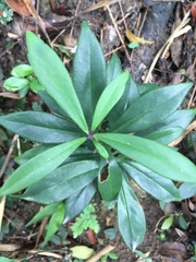 Ardisia lindleyana