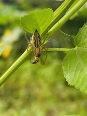 Oxyopes