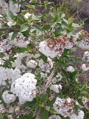 Viburnum × burkwoodii