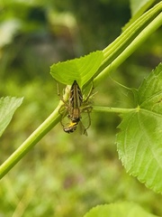 Oxyopes