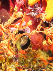 Chalaroderma ocellata