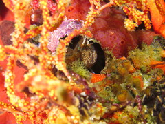 Chalaroderma ocellata
