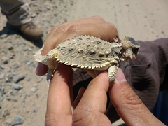 Phrynosoma cerroense