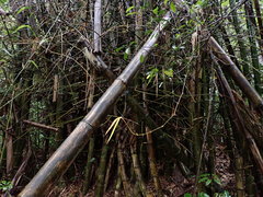Bambusa stenostachya