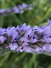 Amphithalea axillaris